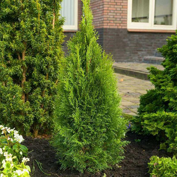 Туя Западная Пти Смарагд P9