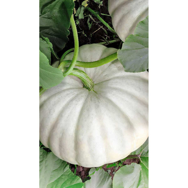 Тыква Крошка крупноплодная 6шт Садовита Ц