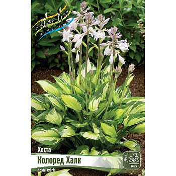 Хоста Колоред Халк 1 n 25 шт Биг-пак 9769