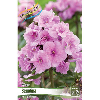 8142 Биг-Пак Флокс Зенобиа I 50 шт 