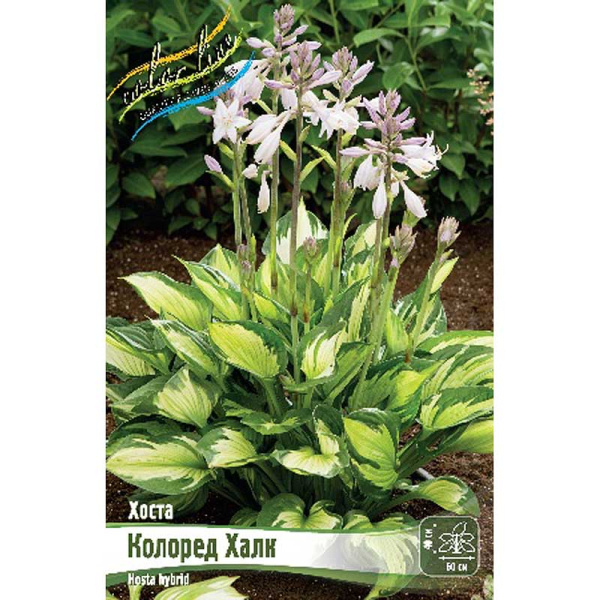 Хоста Колоред Халк 1 n 25 шт Биг-пак 9769