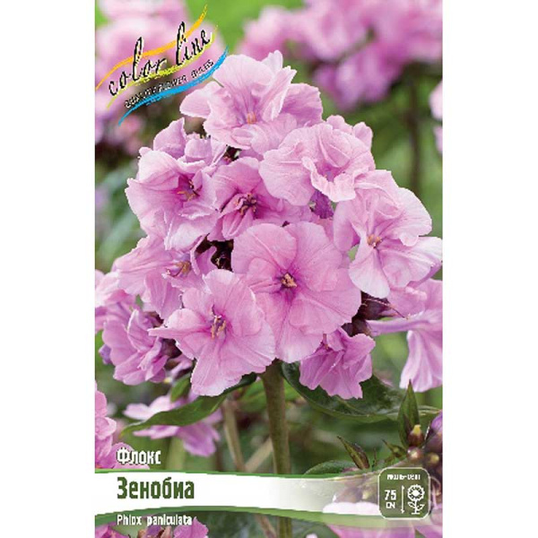 8142 Биг-Пак Флокс Зенобиа I 50 шт 