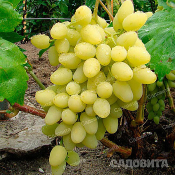 Виноград Зарница очень ранний Садовита