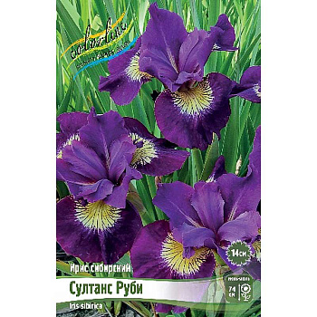 Ирис Сибирский Султанс Руби I 1 шт