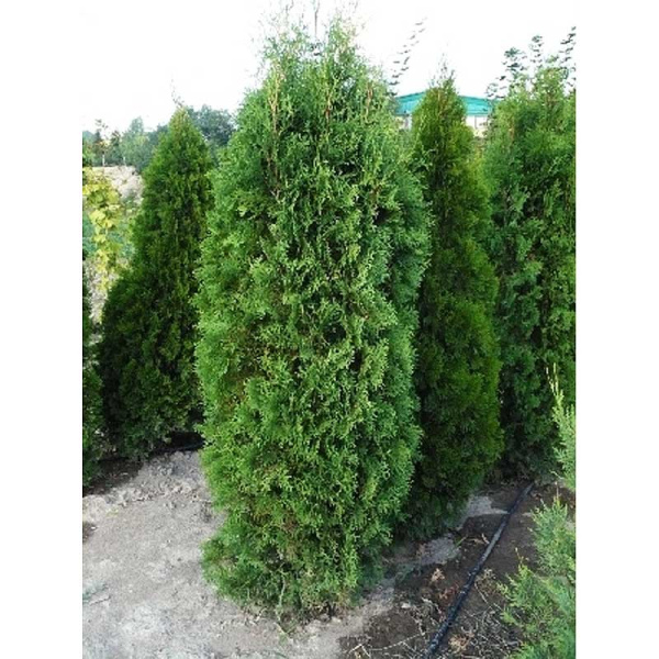 Туя Западная Колумна P9