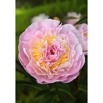 Пион Ла Донна 2/3 n 1 шт