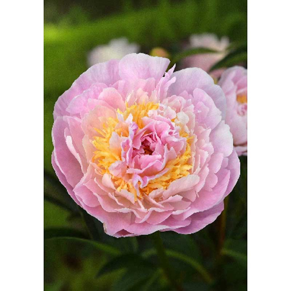 Пион Ла Донна 2/3 n 1 шт