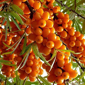 Облепиха Огниво Садовита