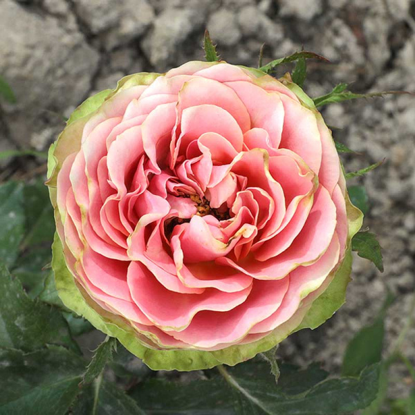 Роза чайно-гибридная Питахайя Садовита