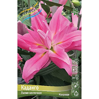 Лилия Каданго 12/14 25 шт Биг-пак 13711