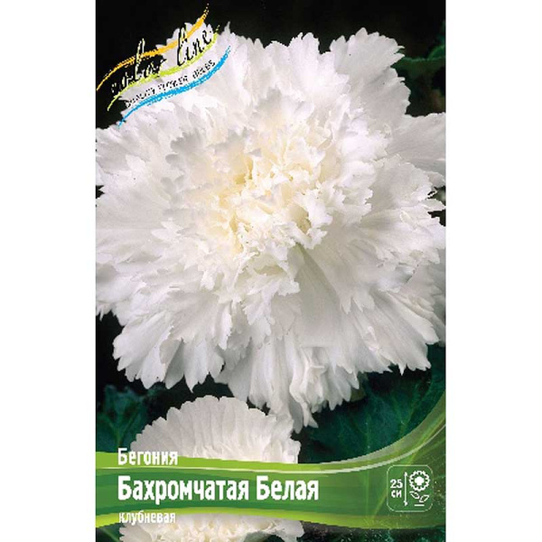 Бегония Бахромчатая Белая 5/6 3 шт 