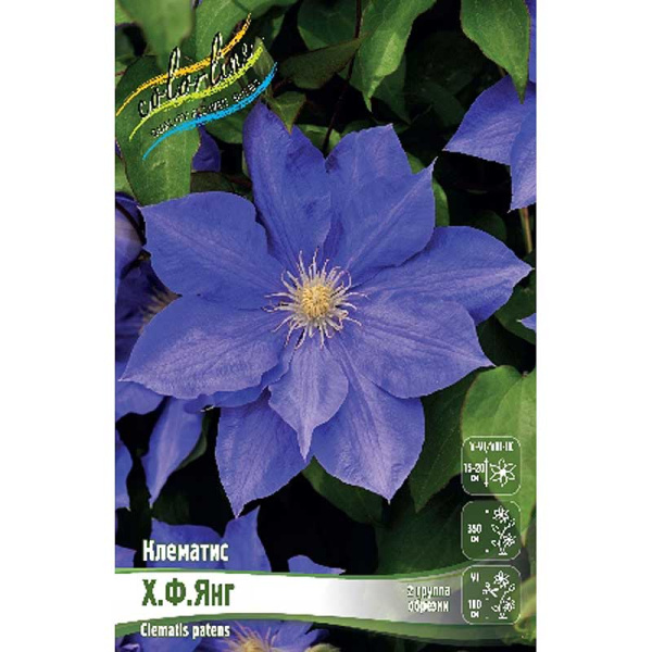 Клематис Х.ф.янг I 2 шт