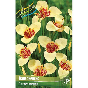 Тигридия Канариенсис 7/9 200 шт Шоу-Бокс 9223