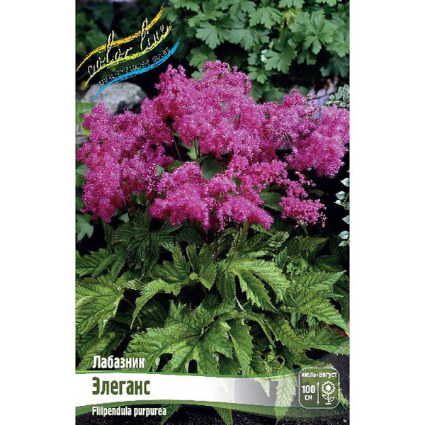 Лабазник Элеганс I 1 шт