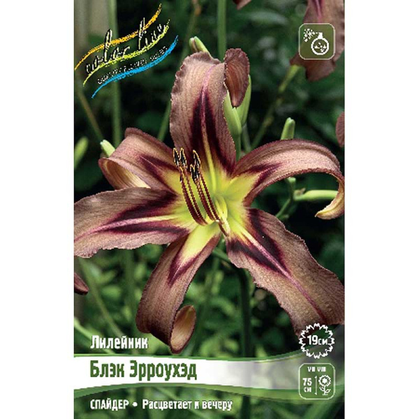 Лилейник Блэк Эрроухэд I 25 шт Биг-пак 5905