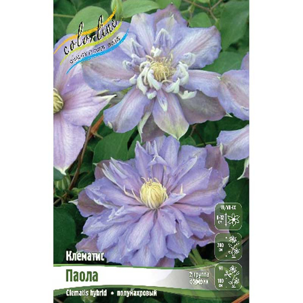 Клематис Паола I 25 шт Биг-пак 93