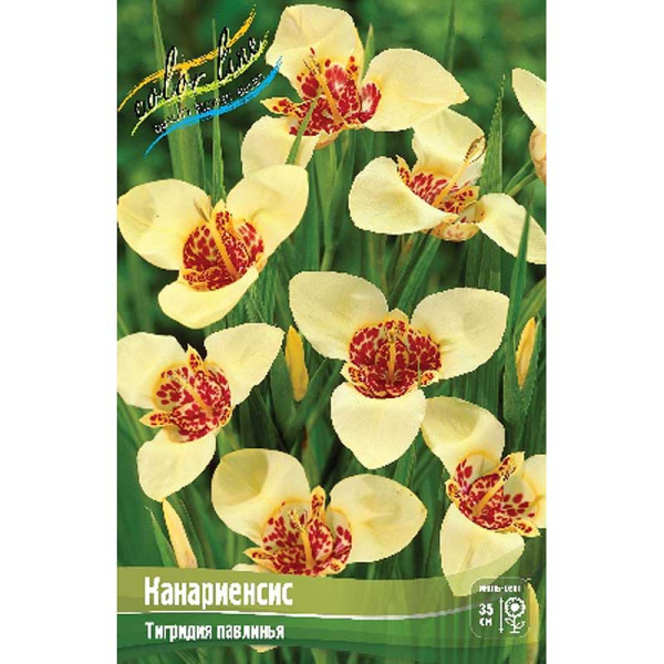 Тигридия Канариенсис 7/9 200 шт Шоу-Бокс 9223