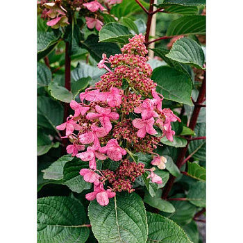 Гортензия Метельчатая Инфинити P9 шт