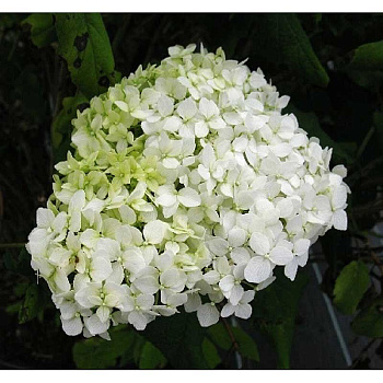Гортензия Древовидная Грандифлора P9