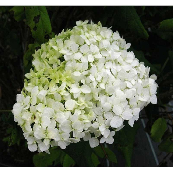 Гортензия Древовидная Грандифлора P9