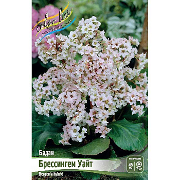 8312 Биг-Пак Бадан Брессингем Уайт I 25 шт 