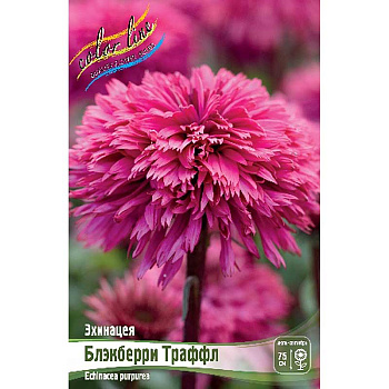 Эхинацея Блэкберри Траффл I 1 шт 