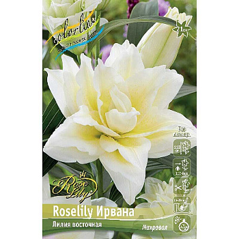 Лилия Roselily Ирвана 16/18 3 шт 