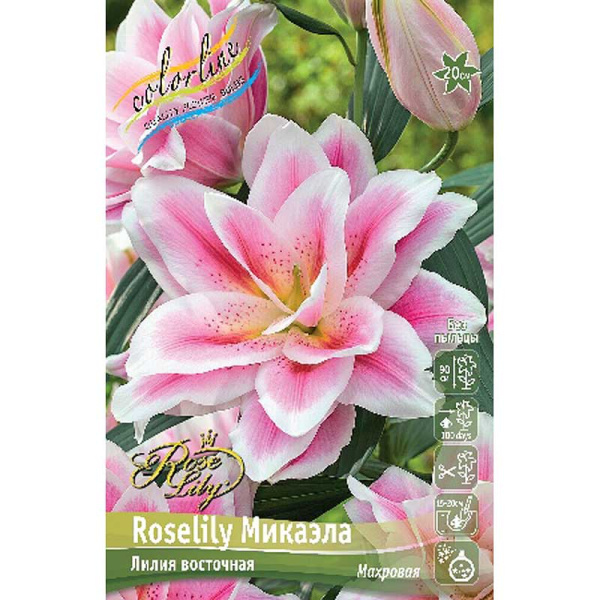 Лилия Roselily Микаэла 12/14 5 шт 