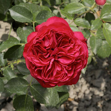 Роза шраб Эрик Таберли Садовита