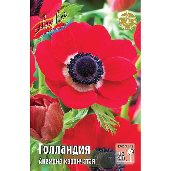 Анемона Голландия 5/6 10 шт