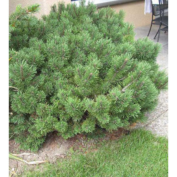 Сосна Горная Марч С3 20-25cm