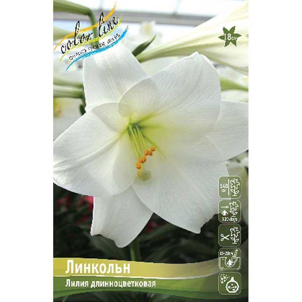 Лилия Линкольн 12/14 25 шт Биг-пак 10448 