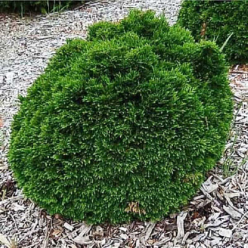 Кипарисовик Лавсона Грин Глоуб C3 20-25cm