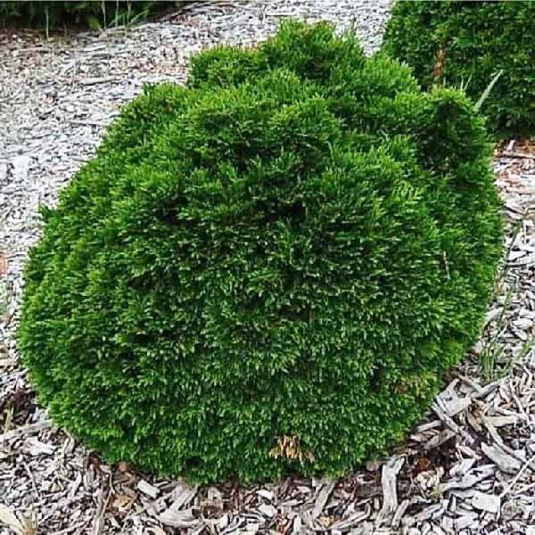 Кипарисовик Лавсона Грин Глоуб C3 20-25cm