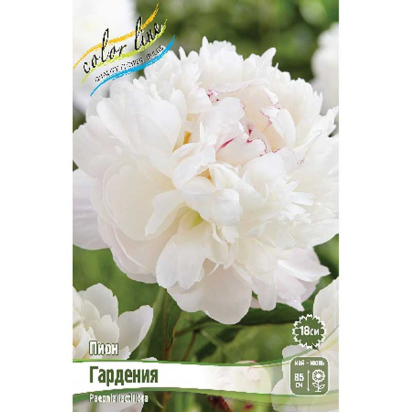 Пион Гардения 3/5 n 10 шт Биг-Пак 11437
