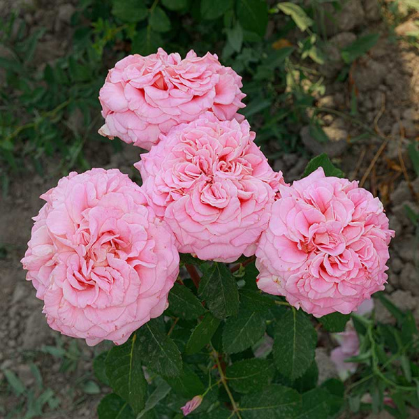 Роза чайно-гибридная Эшли Садовита