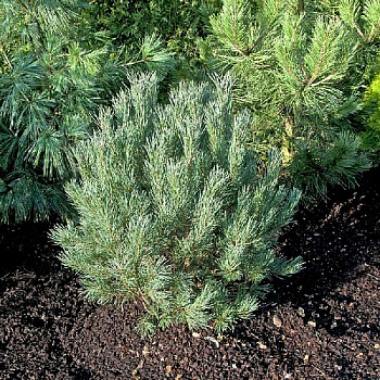 15827 Сосна Обыкновенная Ватерери Нана C1.5 ,шт