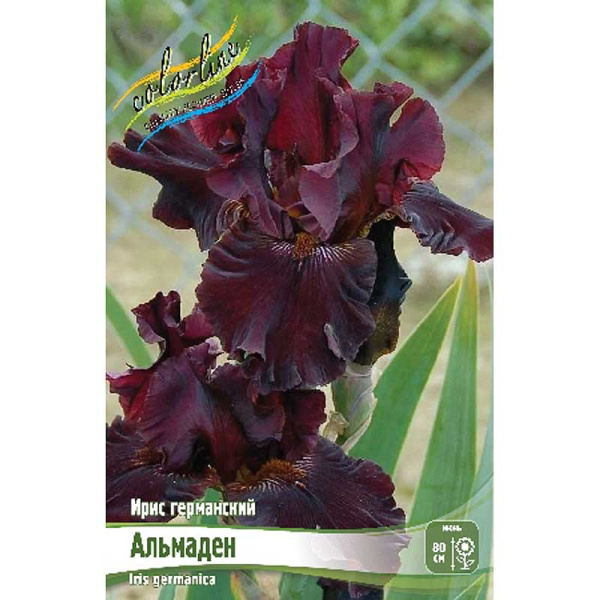 Ирис Германский Альмаден I 25 шт Биг-Пак 5249