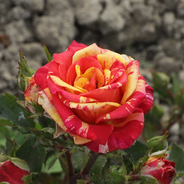 Роза спрей Файер Флэш Садовита