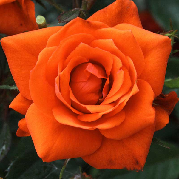 Роза спрей Оранж Бейби Садовита