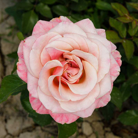 Роза флорибунда Коко Локо Садовита