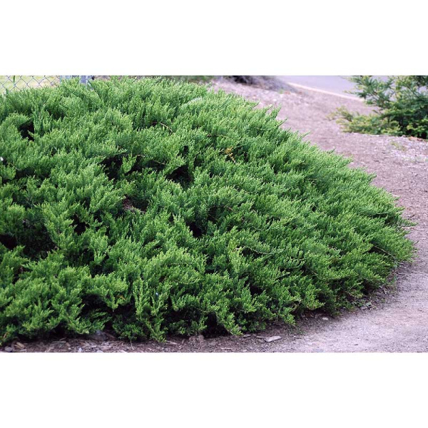 Можжевельник Казацкий Тамарисцифолия P9