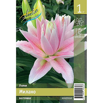 Лилия Милано 12/14 1 Эконом шт 