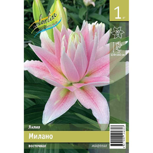 Лилия Милано 12/14 1 Эконом шт 