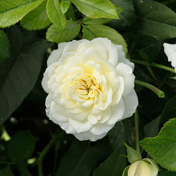 Роза Чайно-гибридная Голден Мейландина Садовита