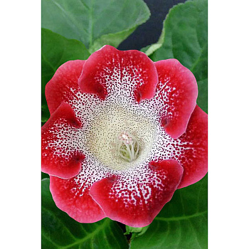 Глоксиния Тайгер Ред 5/6 2 шт Садовита 