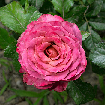 Роза Чайно-гибридная Сингл Малт Садовита