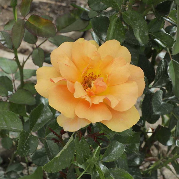 Роза Канадская (шраб) Амбер Сан Садовита