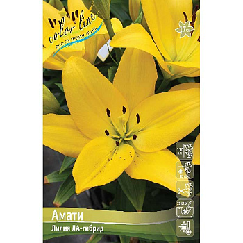 Лилия Амати 12/14 25 шт Биг-пак 13690