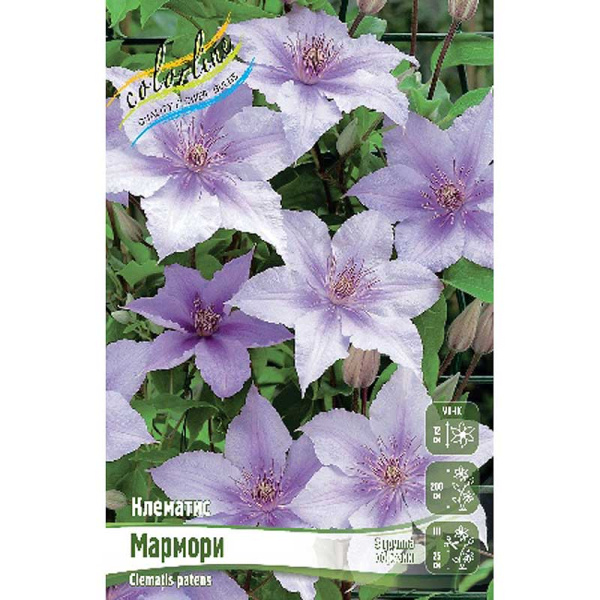 Клематис Мармори I 2 шт
